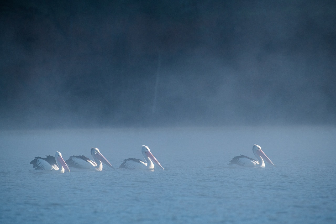 Buffalo Lake Property Maintenance Services - Pelicans at Buffalo Lake